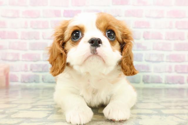 神奈川県のキャバリアキングチャールズスパニエル (Coo&RIKU平塚店/2026年1月5日生まれ/女の子/ブレンハイム)の子犬の1枚目の画像