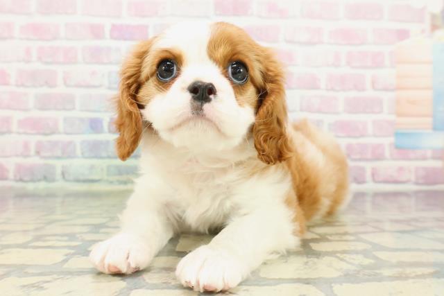 神奈川県のキャバリアキングチャールズスパニエル (Coo&RIKU平塚店/2026年1月5日生まれ/女の子/ブレンハイム)の子犬の2枚目の画像