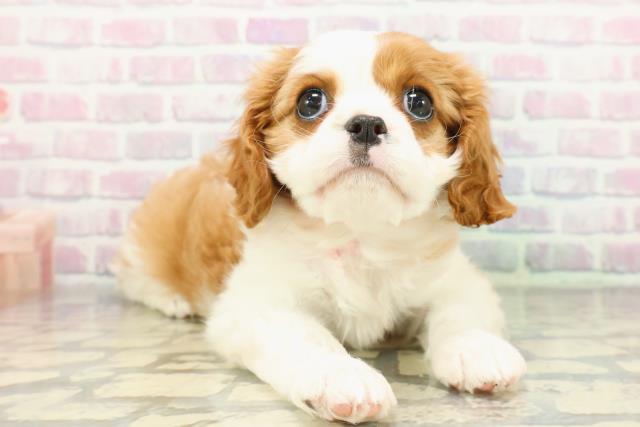 神奈川県のキャバリアキングチャールズスパニエル (Coo&RIKU平塚店/2026年1月5日生まれ/女の子/ブレンハイム)の子犬の3枚目の画像