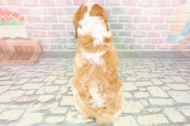 神奈川県のキャバリアキングチャールズスパニエル (Coo&RIKU平塚店/2026年1月5日生まれ/女の子/ブレンハイム)の子犬の4枚目の画像