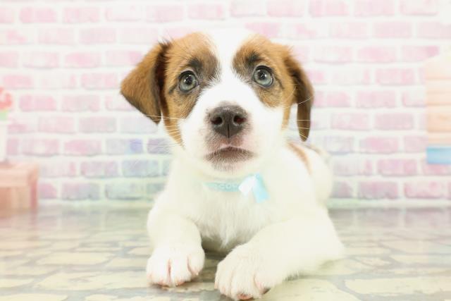 ジャックラッセルテリア