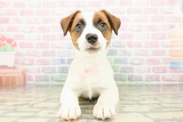 ジャックラッセルテリア