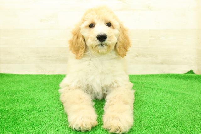 スタンダードプードル