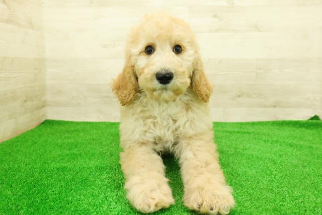 スタンダードプードル