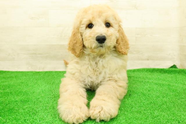 スタンダードプードル