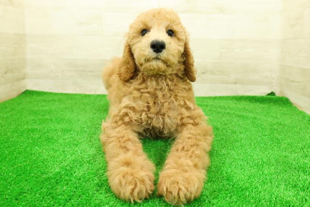 スタンダードプードル