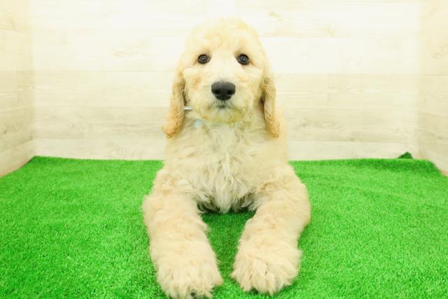 スタンダードプードル