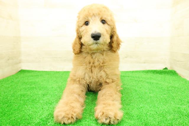 神奈川県のスタンダードプードル (Coo&RIKU平塚店/2026年1月4日生まれ/男の子/アプリコット)の子犬の1枚目の画像