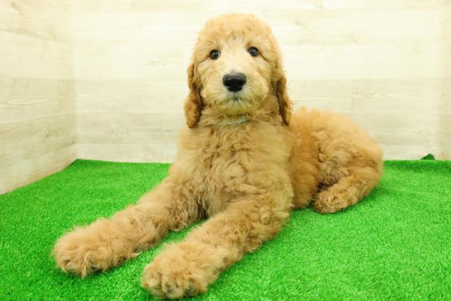 神奈川県のスタンダードプードル (Coo&RIKU平塚店/2026年1月4日生まれ/男の子/アプリコット)の子犬の2枚目の画像