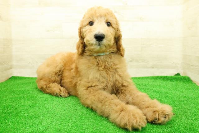 神奈川県のスタンダードプードル (Coo&RIKU平塚店/2026年1月4日生まれ/男の子/アプリコット)の子犬の3枚目の画像