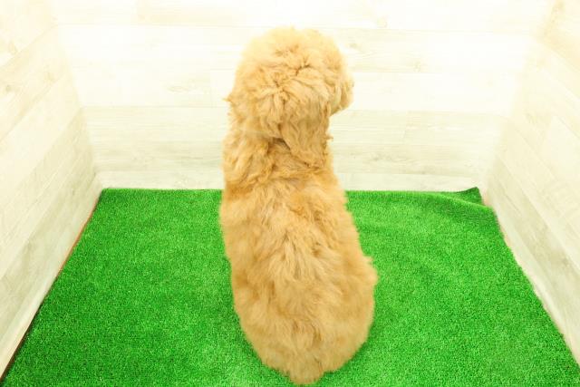 神奈川県のスタンダードプードル (Coo&RIKU平塚店/2026年1月4日生まれ/男の子/アプリコット)の子犬の4枚目の画像