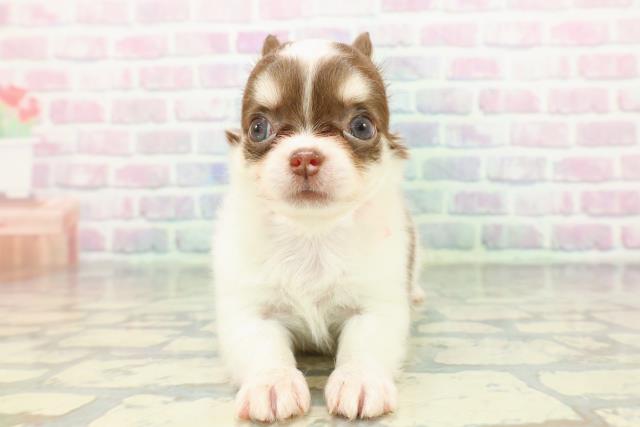 東京都のチワワ(ロング) (Coo&RIKU秋葉原店/2026年1月7日生まれ/女の子/ホワイトチョコレートタン)の子犬の1枚目の画像