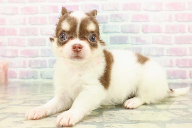 東京都のチワワ(ロング) (Coo&RIKU秋葉原店/2026年1月7日生まれ/女の子/ホワイトチョコレートタン)の子犬の2枚目の画像