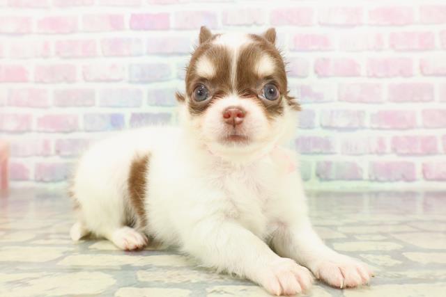 東京都のチワワ(ロング) (Coo&RIKU秋葉原店/2026年1月7日生まれ/女の子/ホワイトチョコレートタン)の子犬の3枚目の画像