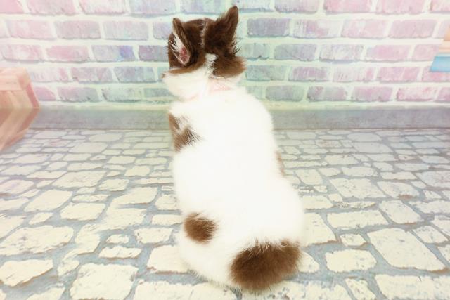 東京都のチワワ(ロング) (Coo&RIKU秋葉原店/2026年1月7日生まれ/女の子/ホワイトチョコレートタン)の子犬の4枚目の画像