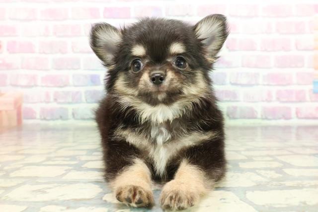 東京都のチワワ(ロング) (Coo&RIKU高円寺店/2026年1月8日生まれ/男の子/ブラックタン)の子犬の1枚目の画像