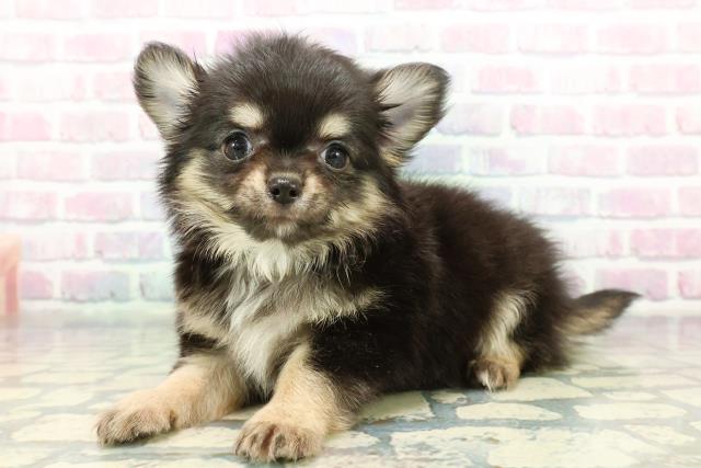 東京都のチワワ(ロング) (Coo&RIKU高円寺店/2026年1月8日生まれ/男の子/ブラックタン)の子犬の2枚目の画像