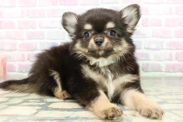 東京都のチワワ(ロング) (Coo&RIKU高円寺店/2026年1月8日生まれ/男の子/ブラックタン)の子犬の3枚目の画像