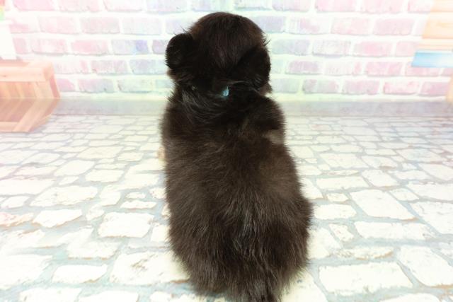 東京都のチワワ(ロング) (Coo&RIKU高円寺店/2026年1月8日生まれ/男の子/ブラックタン)の子犬の4枚目の画像