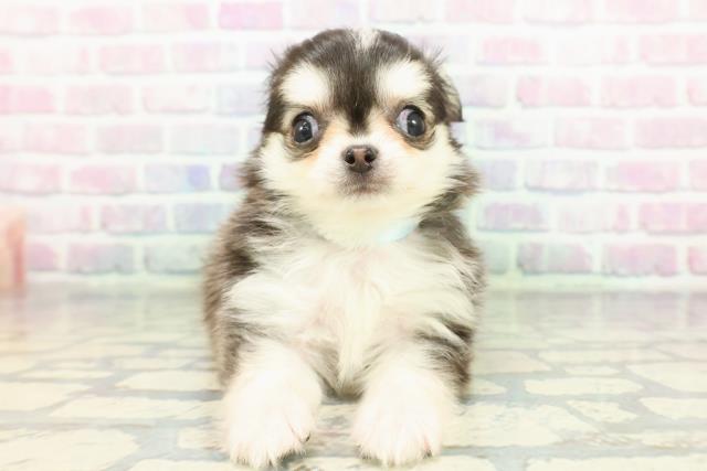 チワワ（ロングコート）