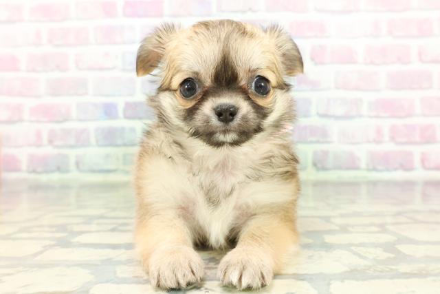 東京都のチワワ(ロング) (Coo&RIKU新宿三丁目店/2026年1月8日生まれ/女の子/フォーン)の子犬の1枚目の画像