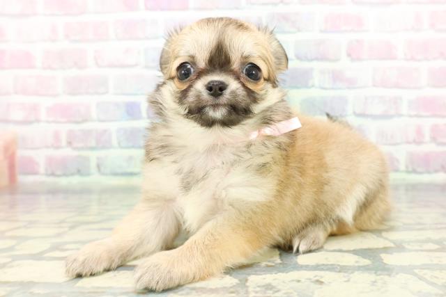 東京都のチワワ(ロング) (Coo&RIKU新宿三丁目店/2026年1月8日生まれ/女の子/フォーン)の子犬の2枚目の画像