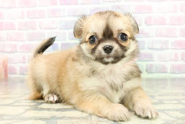 東京都のチワワ(ロング) (Coo&RIKU新宿三丁目店/2026年1月8日生まれ/女の子/フォーン)の子犬の3枚目の画像