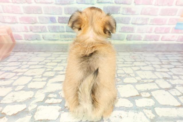 東京都のチワワ(ロング) (Coo&RIKU新宿三丁目店/2026年1月8日生まれ/女の子/フォーン)の子犬の4枚目の画像