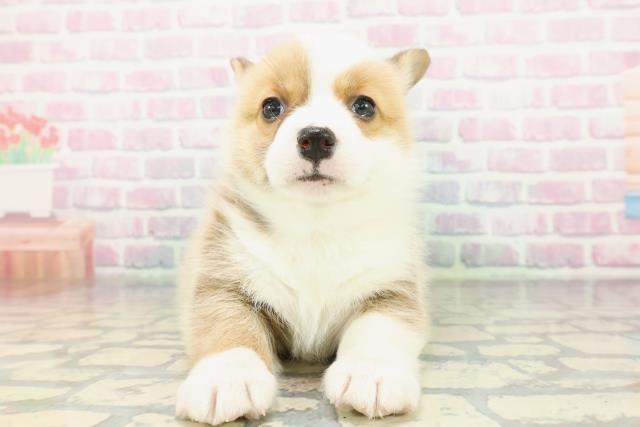 ウェルシュ・コーギー・ペンブローク