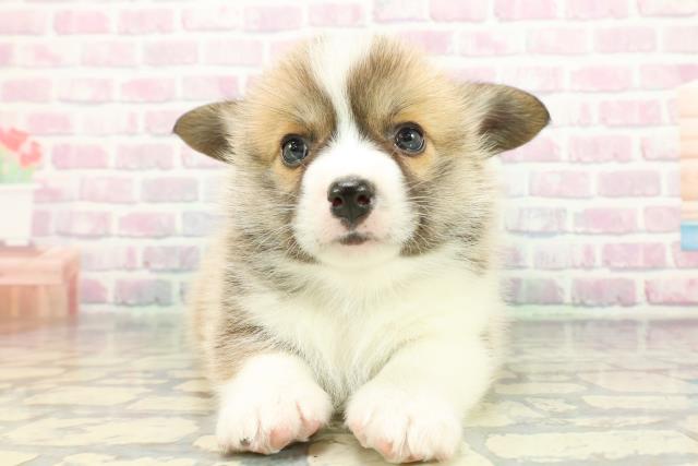 東京都のウェルシュコーギーペンブローク (Coo&RIKU中野サンモール店/2026年1月6日生まれ/女の子/レッドホワイト)の子犬