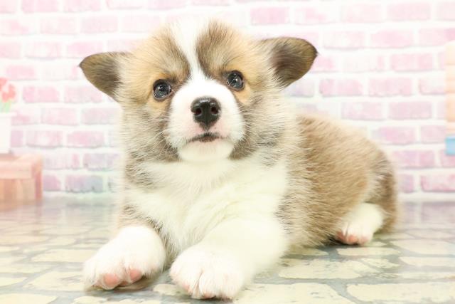 東京都のウェルシュコーギーペンブローク (Coo&RIKU中野サンモール店/2026年1月6日生まれ/女の子/レッドホワイト)の子犬の2枚目の画像