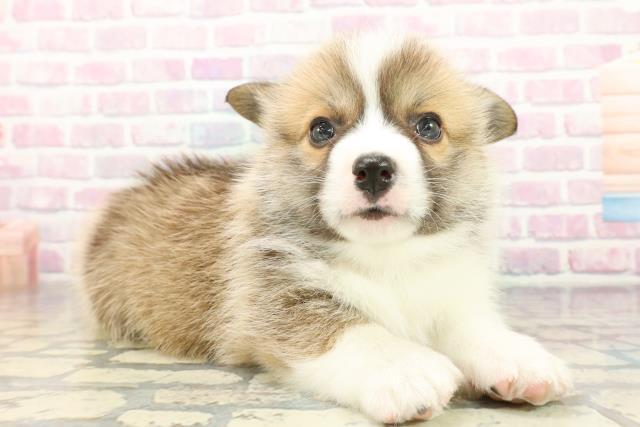 東京都のウェルシュコーギーペンブローク (Coo&RIKU中野サンモール店/2026年1月6日生まれ/女の子/レッドホワイト)の子犬の3枚目の画像