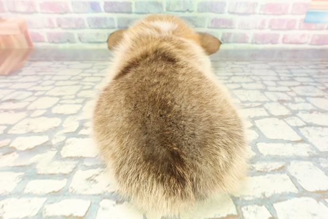 東京都のウェルシュコーギーペンブローク (Coo&RIKU中野サンモール店/2026年1月6日生まれ/女の子/レッドホワイト)の子犬の4枚目の画像