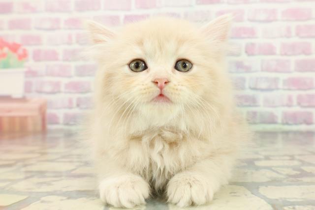 東京都のサイベリアン (Coo&RIKU高円寺店/2026年1月7日生まれ/女の子/クリームタビー)の子猫の1枚目の画像