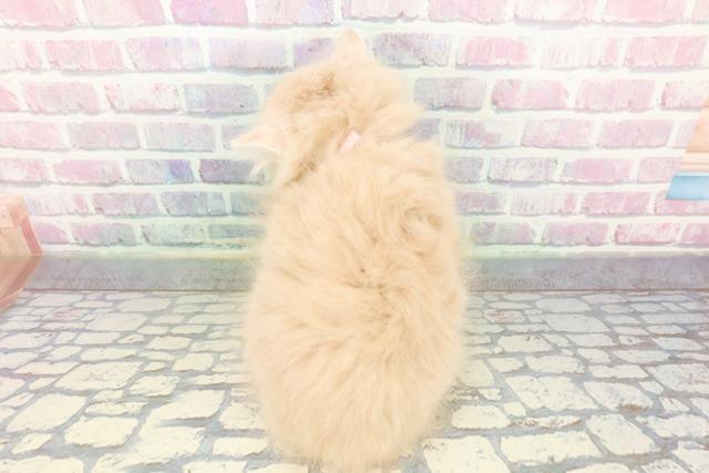 東京都のサイベリアン (Coo&RIKU高円寺店/2026年1月7日生まれ/女の子/クリームタビー)の子猫の4枚目の画像