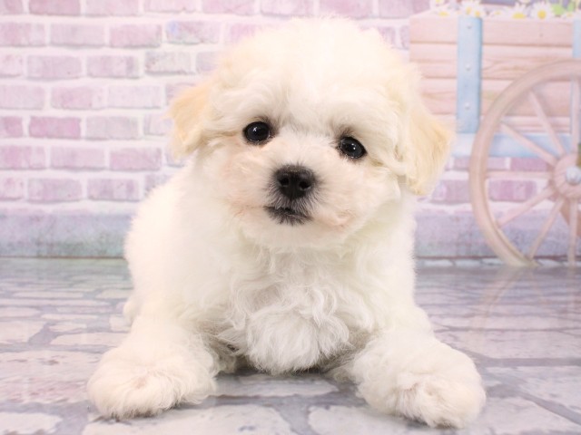 ビション・フリーゼ