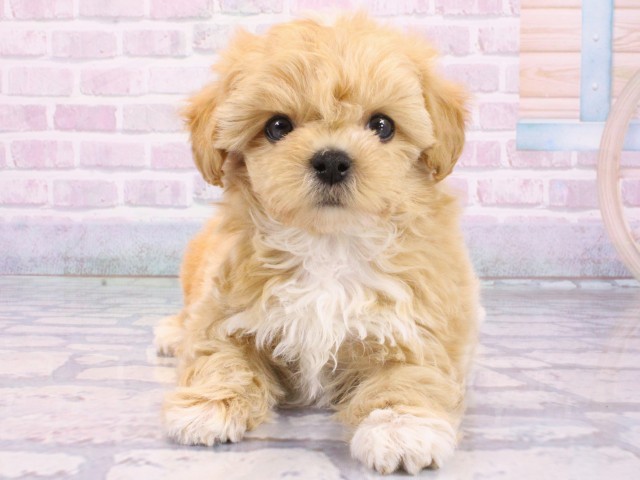 大阪府のマルプー(マルチーズ×プードル) (Coo&RIKU茶屋町店/2026年1月6日生まれ/女の子/クリーム)の子犬の1枚目の画像