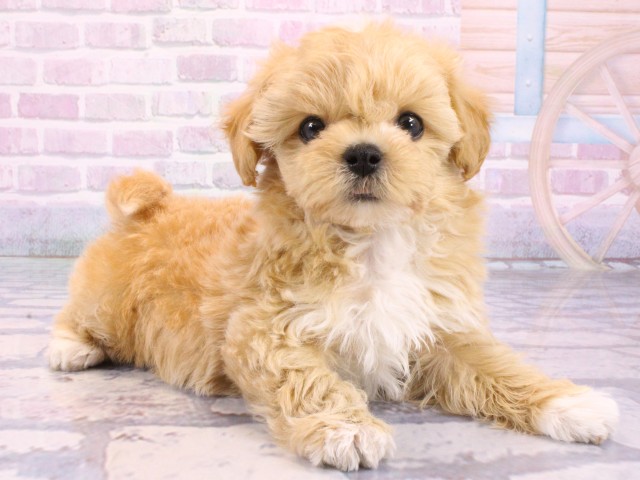 大阪府のマルプー(マルチーズ×プードル) (Coo&RIKU茶屋町店/2026年1月6日生まれ/女の子/クリーム)の子犬の2枚目の画像