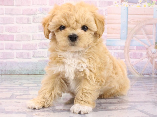 大阪府のマルプー(マルチーズ×プードル) (Coo&RIKU茶屋町店/2026年1月6日生まれ/女の子/クリーム)の子犬の3枚目の画像