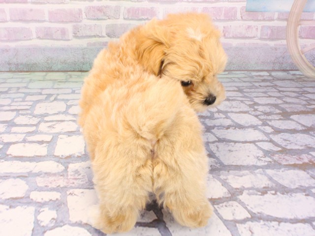 大阪府のマルプー(マルチーズ×プードル) (Coo&RIKU茶屋町店/2026年1月6日生まれ/女の子/クリーム)の子犬の4枚目の画像