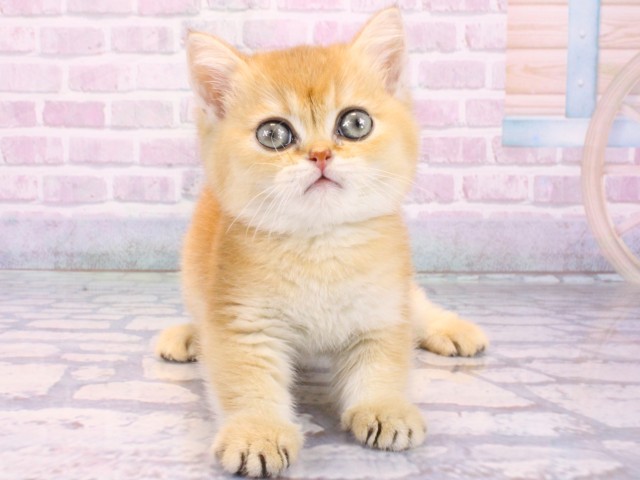 ブリティッシュショートヘアー