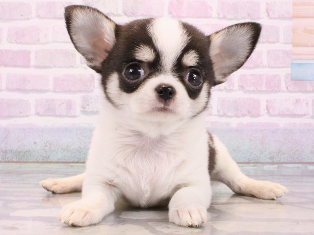 兵庫県のチワワ(スムース) (Coo&RIKU神戸三宮店/2026年1月6日生まれ/男の子/ブラックタンホワイト)の子犬の1枚目の画像