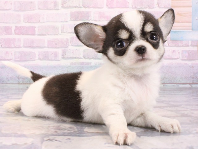 兵庫県のチワワ(スムース) (Coo&RIKU神戸三宮店/2026年1月6日生まれ/男の子/ブラックタンホワイト)の子犬の2枚目の画像