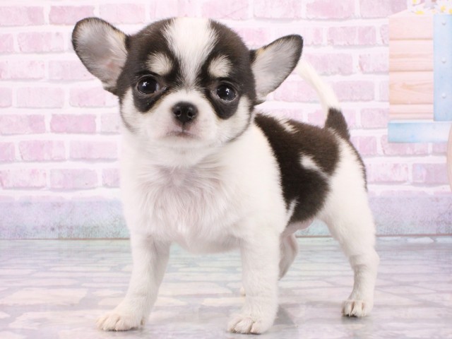 兵庫県のチワワ(スムース) (Coo&RIKU神戸三宮店/2026年1月6日生まれ/男の子/ブラックタンホワイト)の子犬の3枚目の画像