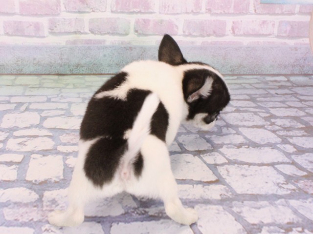 兵庫県のチワワ(スムース) (Coo&RIKU神戸三宮店/2026年1月6日生まれ/男の子/ブラックタンホワイト)の子犬の4枚目の画像