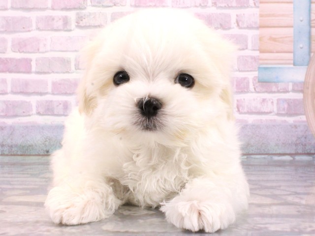 大阪府のマルチーズ (Coo&RIKU和泉店/2026年1月7日生まれ/男の子/ホワイト)の子犬の1枚目の画像