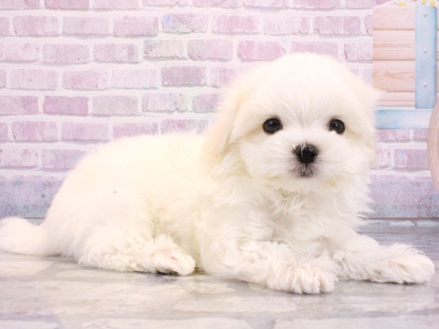 大阪府のマルチーズ (Coo&RIKU和泉店/2026年1月7日生まれ/男の子/ホワイト)の子犬の2枚目の画像