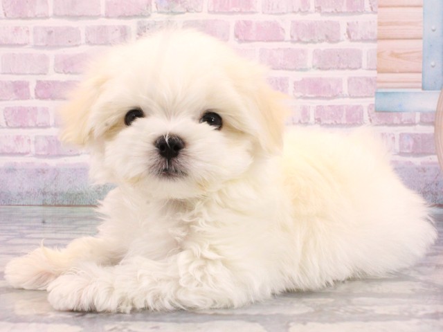 大阪府のマルチーズ (Coo&RIKU和泉店/2026年1月7日生まれ/男の子/ホワイト)の子犬の3枚目の画像
