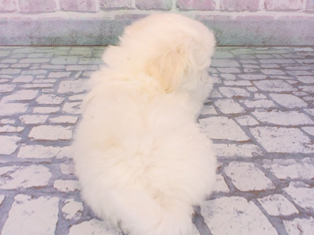 大阪府のマルチーズ (Coo&RIKU和泉店/2026年1月7日生まれ/男の子/ホワイト)の子犬の4枚目の画像