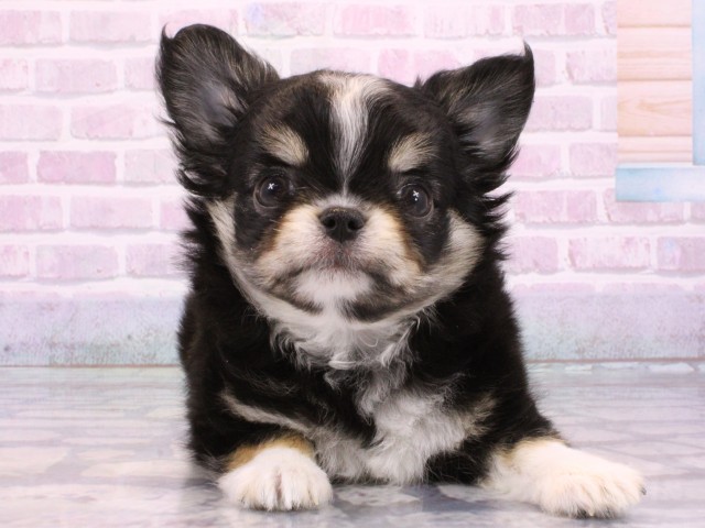 兵庫県のチワワ(ロング) (Coo&RIKU神戸垂水店/2026年1月8日生まれ/男の子/ブラックタンホワイト)の子犬